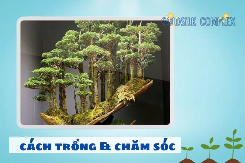 Cách chăm sóc cây bonsai phong thủy để cây luôn đẹp và khỏe mạnh