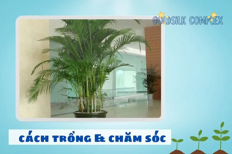 Cách Trồng Và Chăm Sóc Cây Cau Cảnh