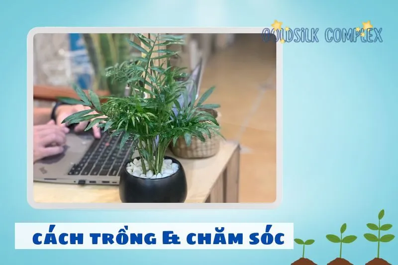 Cách trồng và chăm sóc cây cau tiểu trâm đúng cách