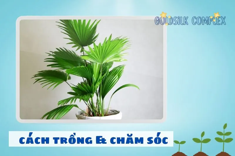 Hướng dẫn trồng và chăm sóc cây cọ cảnh phong thuỷ