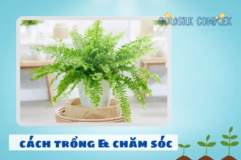 Cách trồng và chăm sóc cây dương xỉ để cây luôn xanh tốt