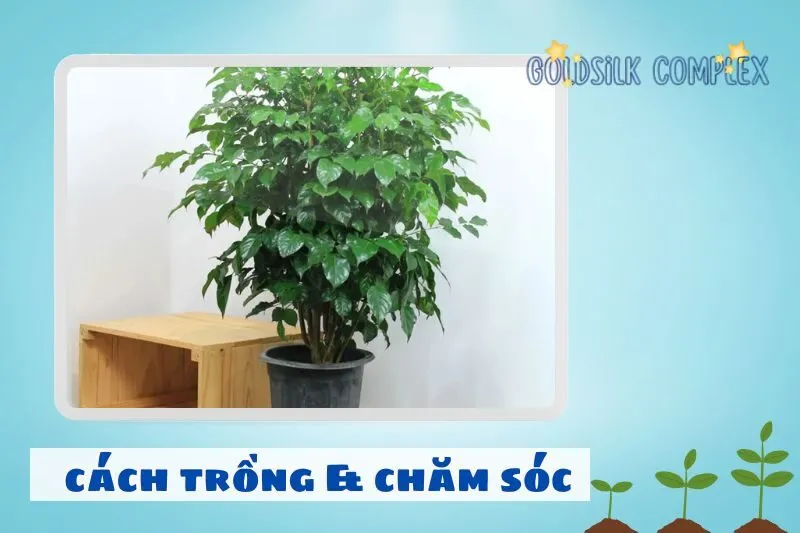 Hướng dẫn chăm sóc cây hạnh phúc để cây luôn xanh tốt