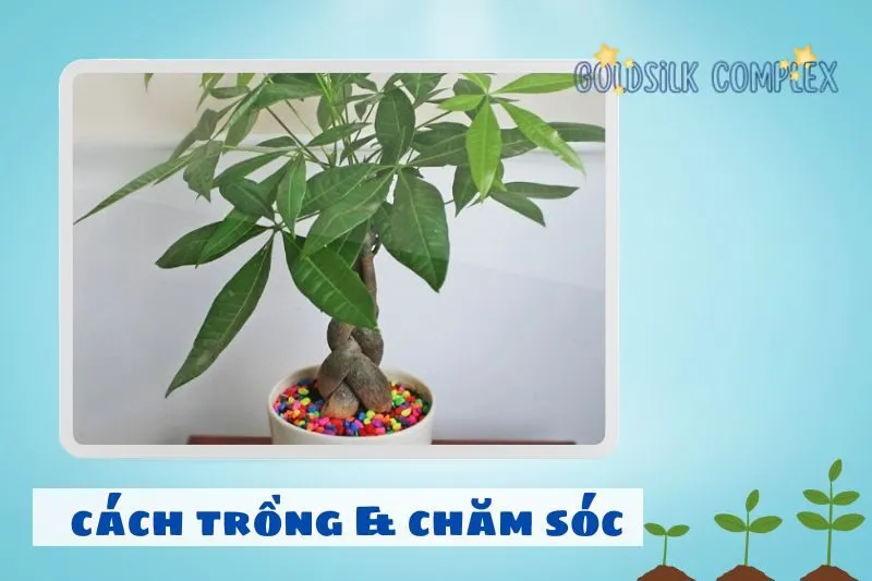 Cách trồng và chăm sóc cây kim ngân phong thủy