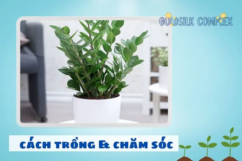 Cách chăm sóc cây kim tiền phong thủy để luôn xanh tốt