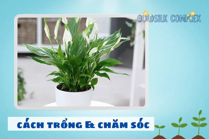 Cách trồng và chăm sóc cây lan ý để luôn xanh tốt