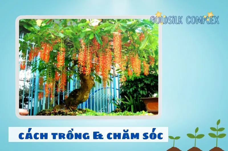 Cách trồng và chăm sóc cây lộc vừng đúng cách