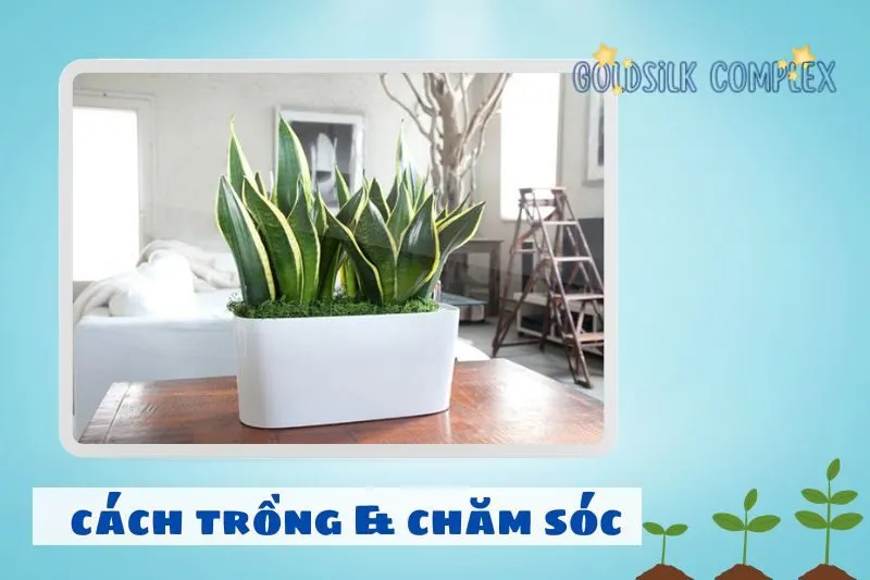 Cách trồng và chăm sóc cây lưỡi hổ phong thủy đúng cách