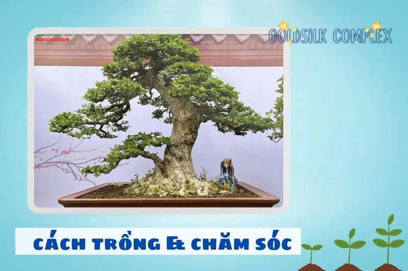 Hướng dẫn chi tiết cách trồng cây mai chiếu thủy