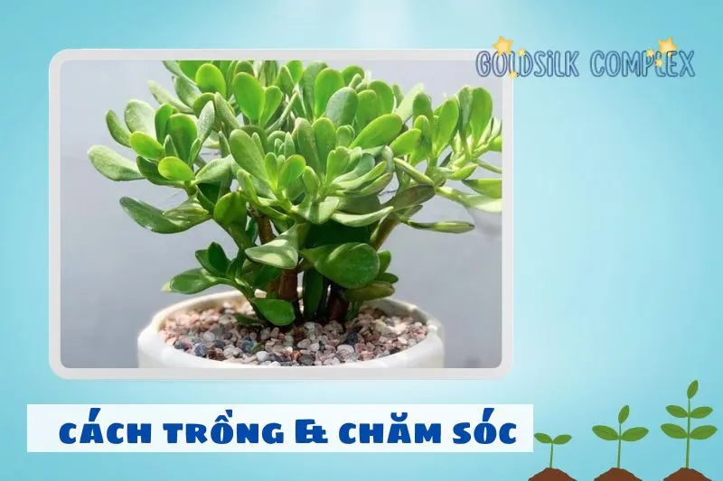 Cách trồng và chăm sóc cây ngọc bích để cây luôn xanh tốt
