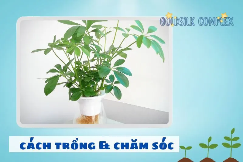 Hướng dẫn cách trồng và chăm sóc cây ngũ gia bì đúng cách