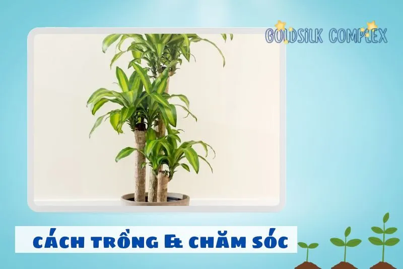 Cách trồng và chăm sóc cây phát tài để phát triển tốt