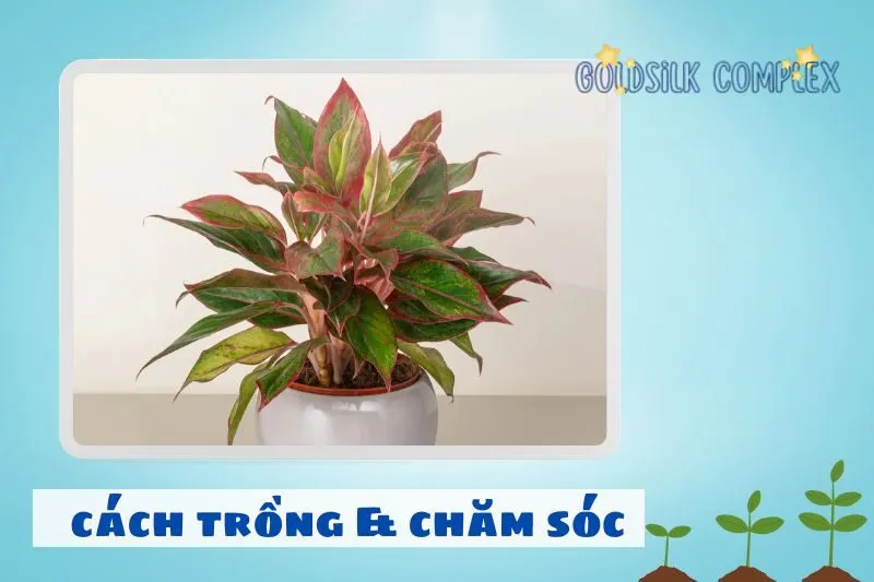 Cách trồng và chăm sóc cây phú quý để cây phát triển tốt