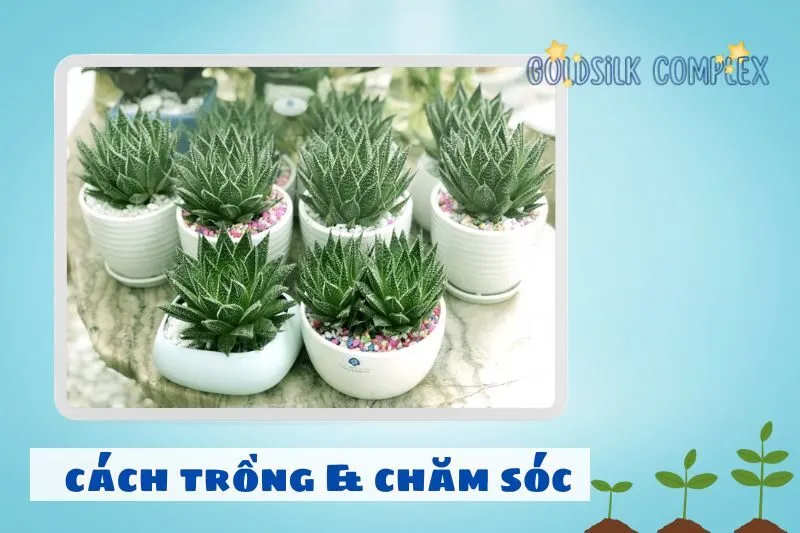 Cách trồng và chăm sóc cây sen đá phong thủy