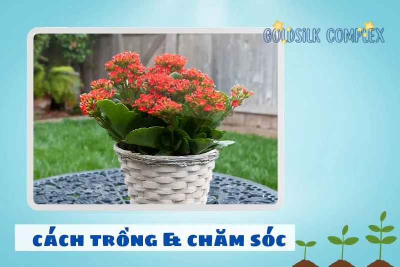 Cách chăm sóc cây sống đời để cây phát triển tốt