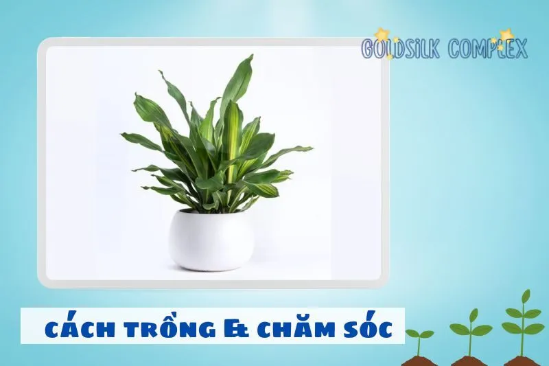 Cách trồng và chăm sóc cây thiết mộc lan để luôn xanh tốt
