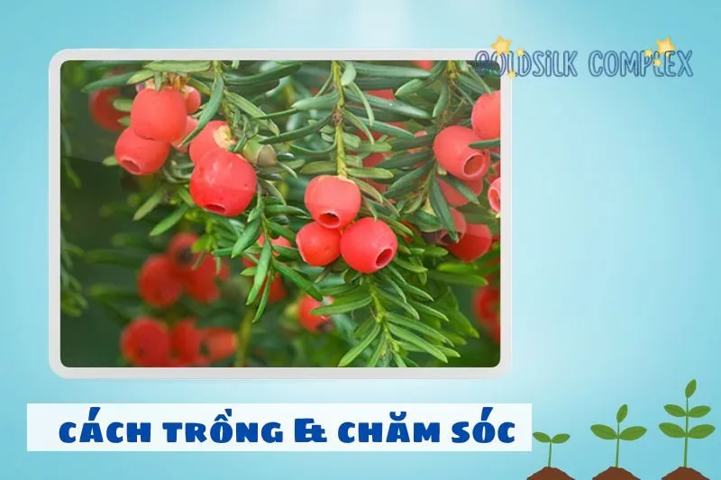 Hướng dẫn trồng và chăm sóc cây thông đỏ phong thủy