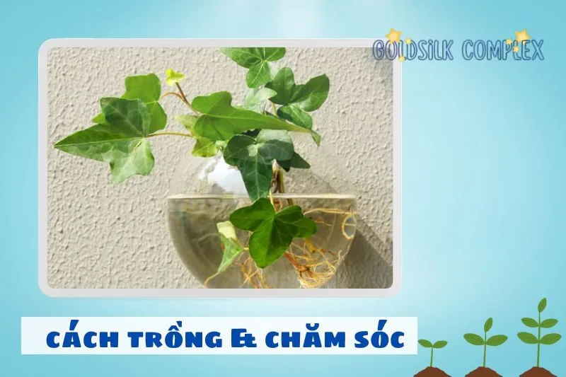 Cách Trồng Và Chăm Sóc Cây Thường Xuân Để Phát Triển Tốt Nhất