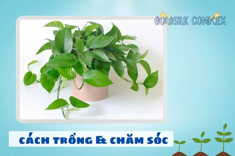 Cách trồng và chăm sóc cây trầu bà phong thuỷ