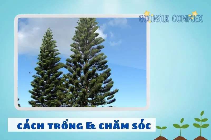 Cách trồng và chăm sóc cây tùng bách để luôn xanh tốt