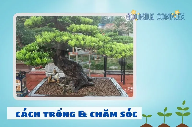 Cách trồng và chăm sóc cây tùng la hán phong thủy
