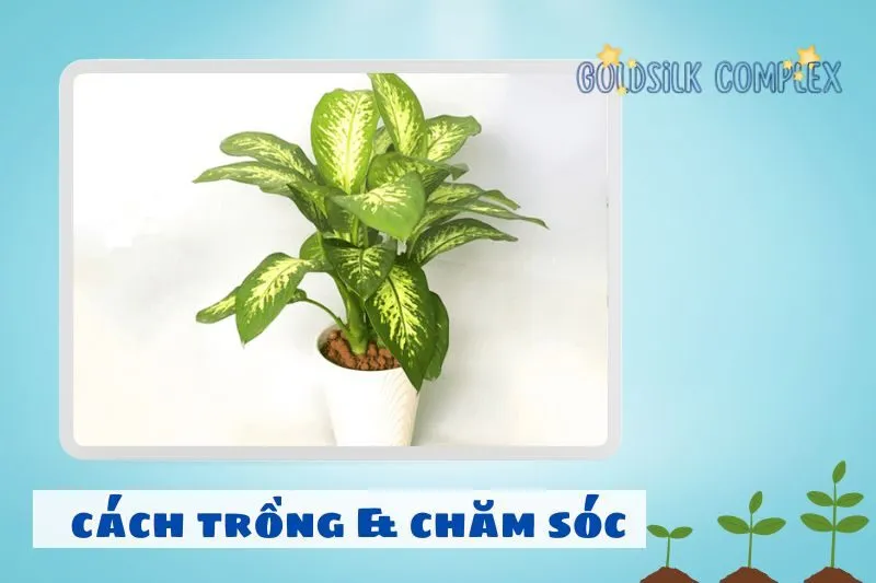Cách trồng và chăm sóc cây vạn niên thanh đúng cách