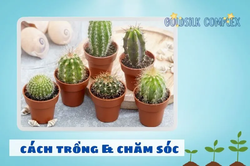 Cách trồng và chăm sóc cây xương rồng phong thủy