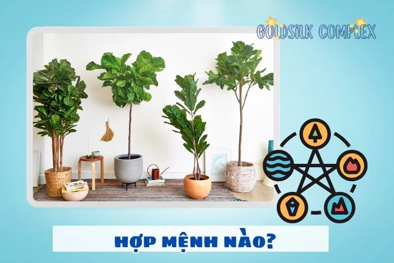 Cách chọn cây bàng Singapore hợp mệnh