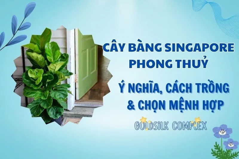 Cây bàng Singapore phong thủy 2025: Ý nghĩa, cách trồng và chăm sóc