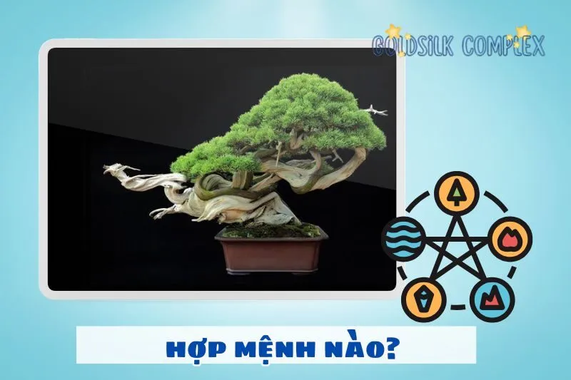 Cách chọn cây bonsai phong thủy hợp mệnh để thu hút tài lộc