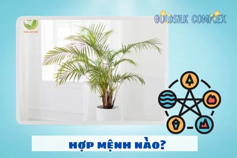 Cách Chọn Cây Cau Cảnh Hợp Với Mệnh