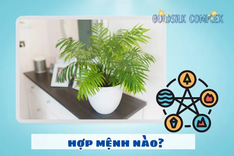 Cây cau tiểu trâm hợp mệnh nào?