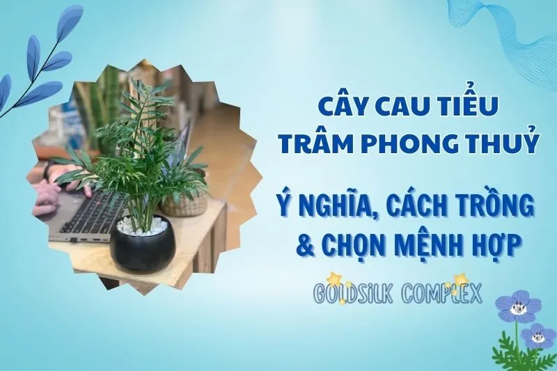 Cây cau tiểu trâm phong thủy 2025 – Ý nghĩa, công dụng và cách chăm sóc