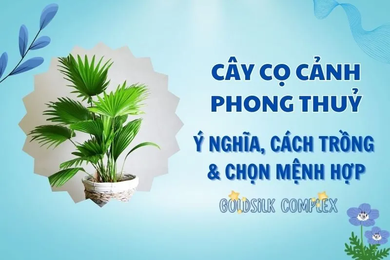 Cây cọ cảnh phong thuỷ 2025: Ý nghĩa, công dụng và cách chăm sóc