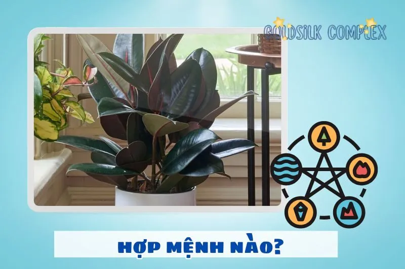 Cách chọn cây đa búp đỏ hợp mệnh