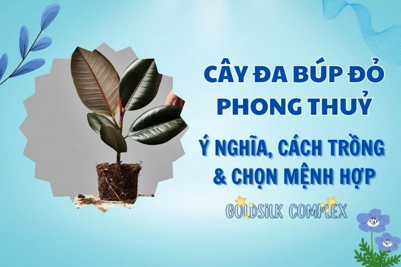 Cây đa búp đỏ phong thuỷ 2025: Ý nghĩa, cách trồng và chăm sóc