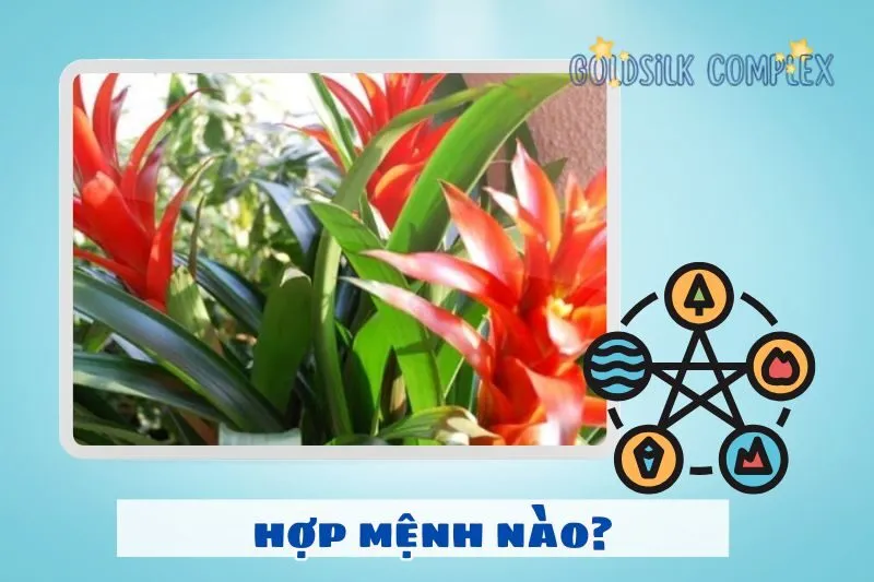 Cây dứa cảnh nến hợp mệnh nào? Ai nên trồng?
