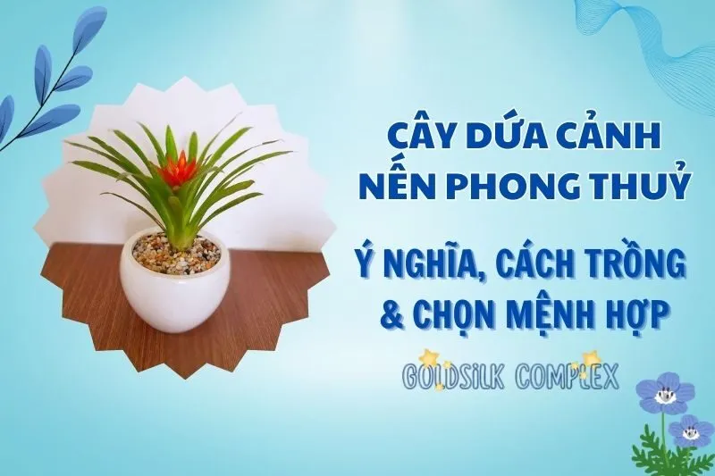 Cây dứa cảnh nến phong thuỷ 2025: Ý nghĩa, hợp mệnh và cách chăm sóc