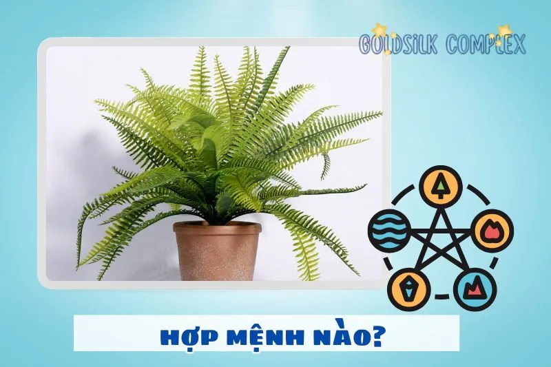 Cây dương xỉ hợp với mệnh nào?