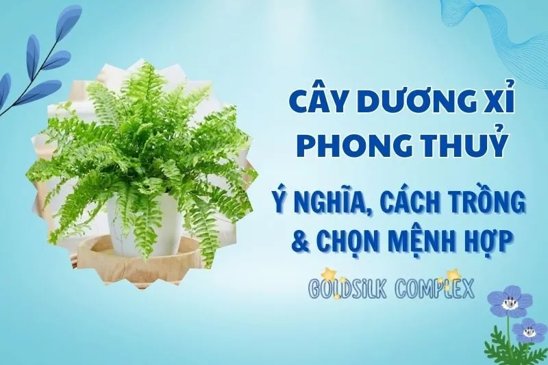 Cây dương xỉ phong thủy 2025: Ý nghĩa, hợp mệnh nào, cách trồng