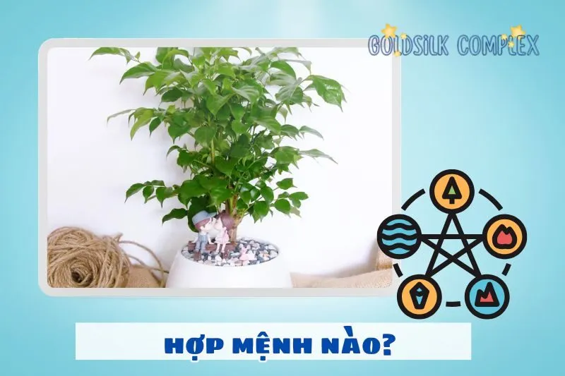 Cây hạnh phúc hợp mệnh gì, tuổi gì?