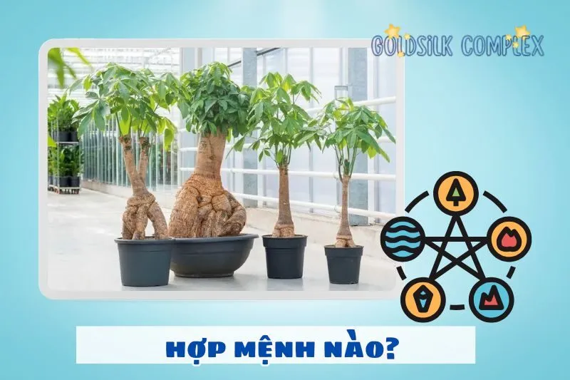 Cây kim ngân hợp mệnh nào? Hợp tuổi nào?