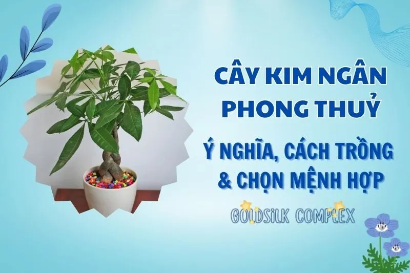 Cây kim ngân phong thủy 2025: Ý nghĩa, hợp mệnh nào và cách trồng