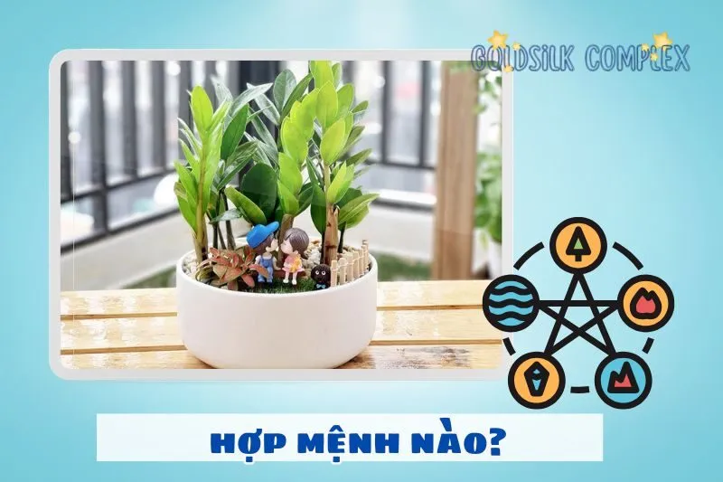 Cây kim tiền hợp với mệnh nào, tuổi nào?