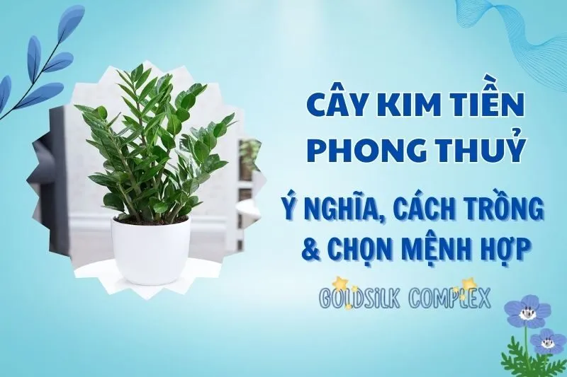 Cây kim tiền phong thủy 2025: Ý nghĩa, cách trồng và đặt hợp lý