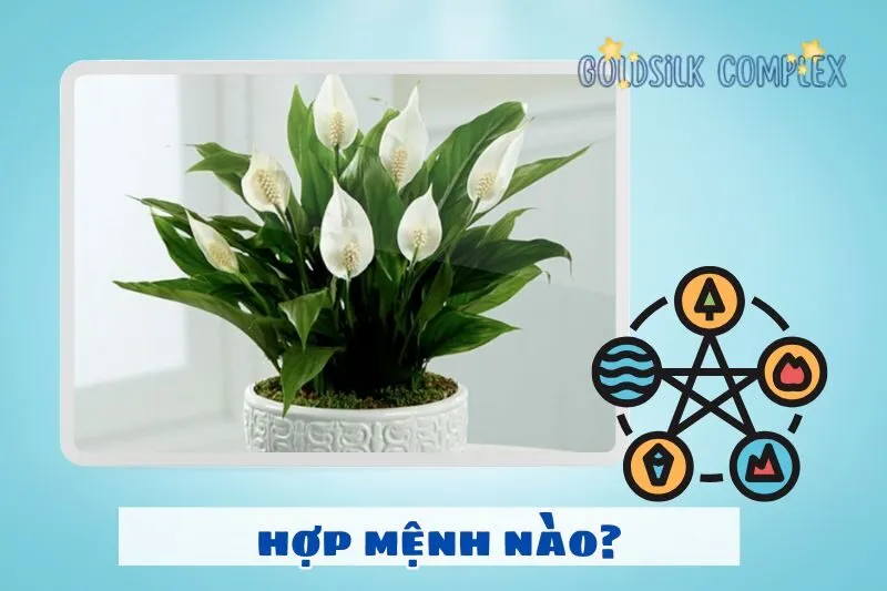 Cây lan ý hợp mệnh gì? Cách chọn cây theo phong thủy