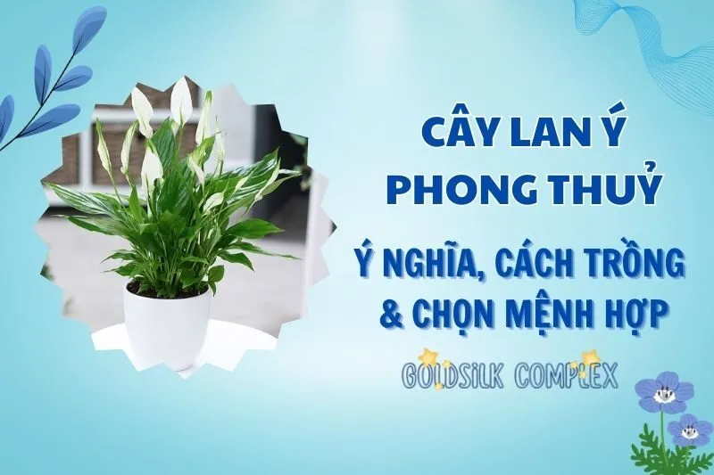 Cây lan ý phong thủy 2025: Ý nghĩa, hợp mệnh gì và cách chăm sóc
