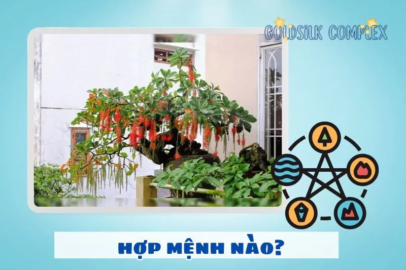 Cây lộc vừng hợp mệnh gì? Hướng dẫn chọn cây theo phong thủy