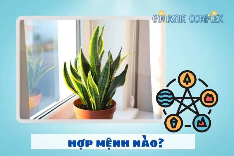 Cây lưỡi hổ hợp mệnh gì? Ai nên trồng cây này?
