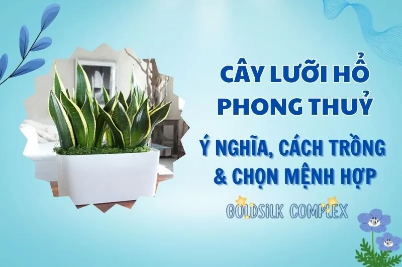 Cây lưỡi hổ phong thủy 2025: Ý nghĩa, công dụng và cách trồng