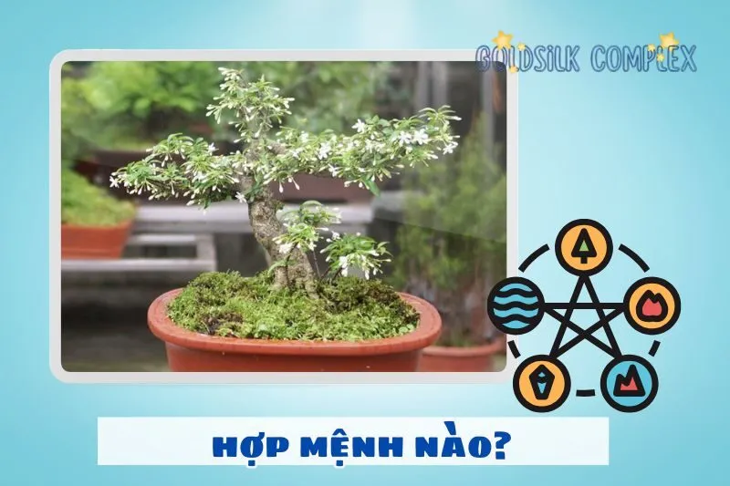 Cây mai chiếu thủy hợp mệnh gì, tuổi nào?